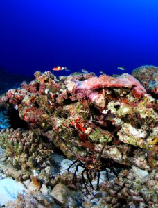 Lobster on Maro Reef photo