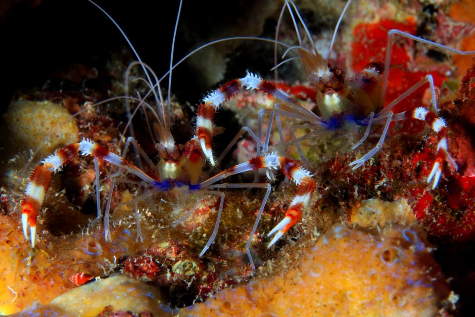 Banded Coral Shrimp at Gardner Pinnacles