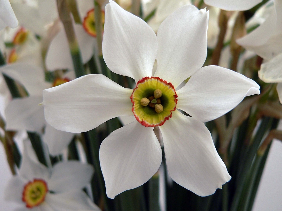 Nature plant floral