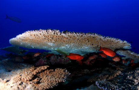 French Frigate Shoals Reefscape photo