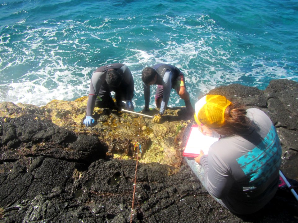 Counting Intertidal Species