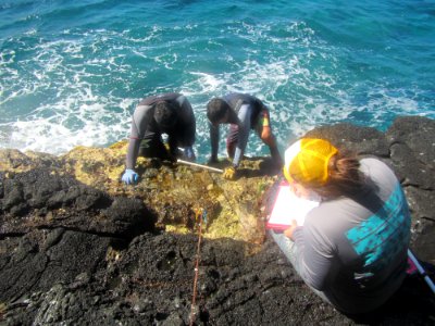 Counting Intertidal Species photo
