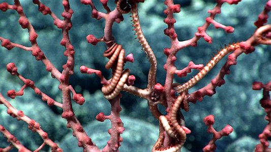 Brittle Star on Bubblegum Coral photo
