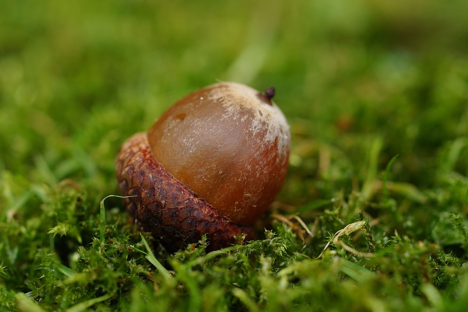 Fruit quercus german oak