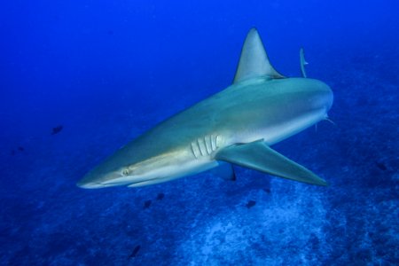 Galapagos Shark photo