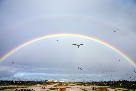 Seabirds and Rainbows photo