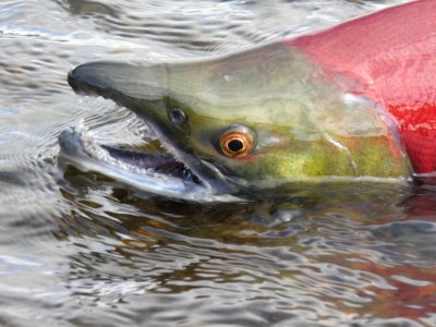 Sockeye Salmon photo