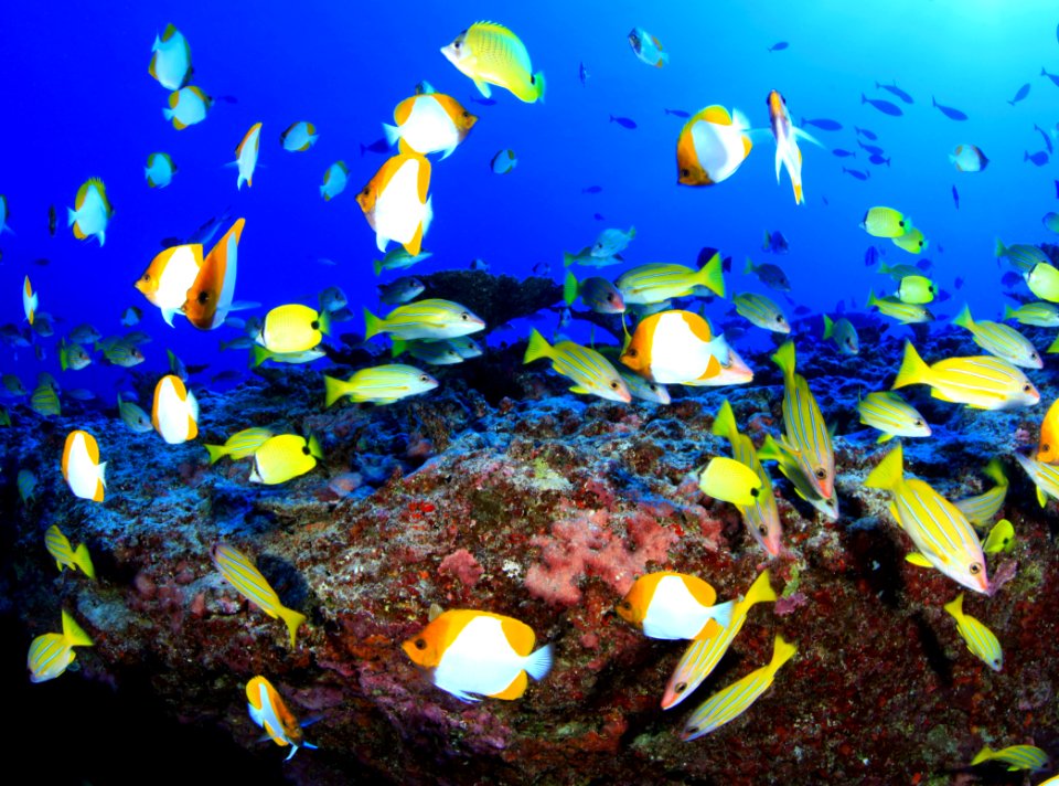Fishes on Deep Reef at French Frigate Shoals