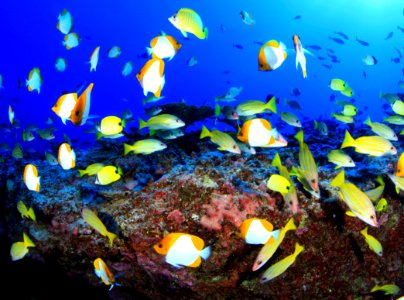 Fishes on Deep Reef at French Frigate Shoals