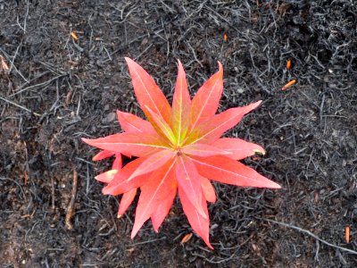 Fireweed (Chamerion angustifolium) blooms from fire scarred soil photo