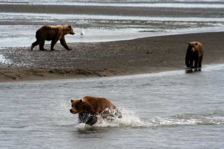Fishing on the Tidal Flats