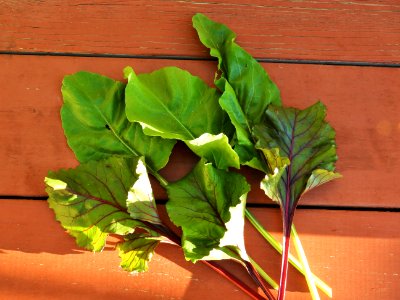 Beet Greens photo