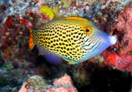 Fantail Filefish