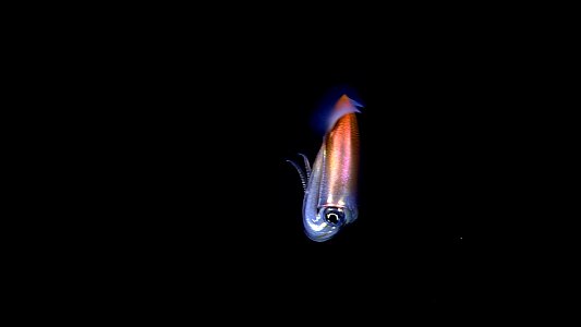 A squid at 900 meters off Northeast Gardner Pinnacles