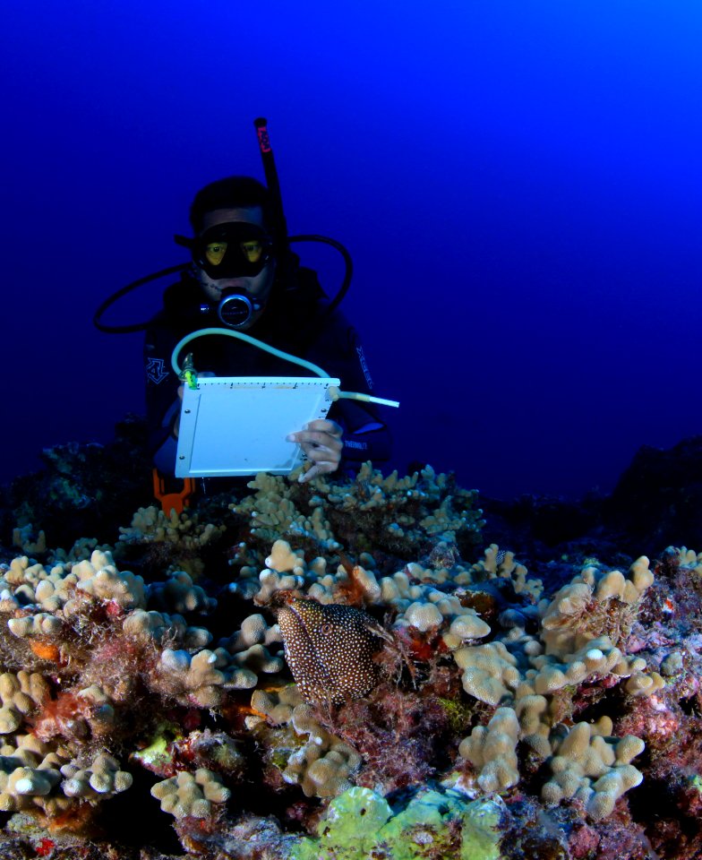 Diver and Spotted Moray at Maro Reef