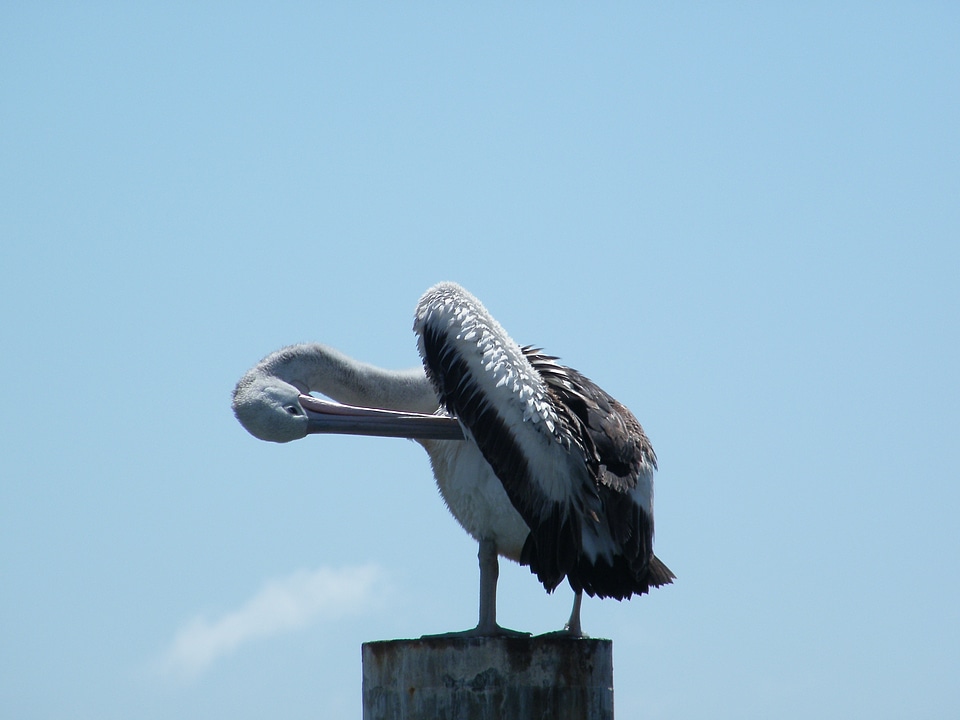 Wildlife seabird pelecanus