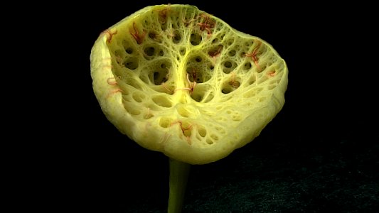 Large Stalked Sponge