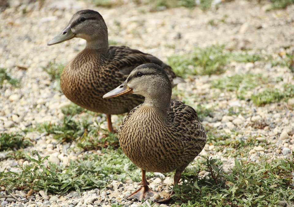Wildlife mallard fowl