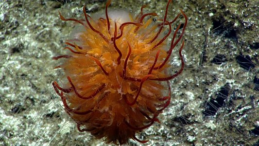 Dandelion Siphonophore photo