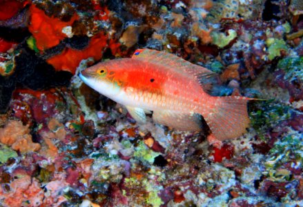 Twospot Wrasse at Gardner Pinnacles photo