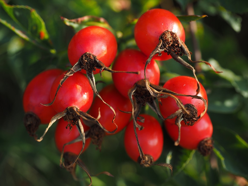 Wild rose plant sammelfrucht