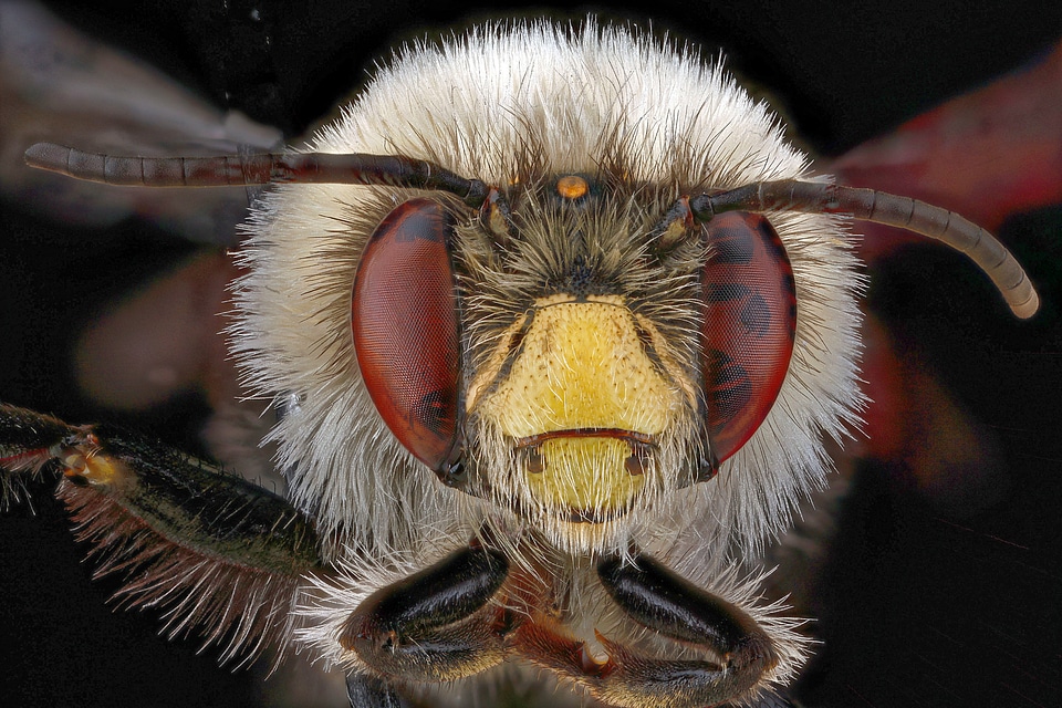 Male macro wings