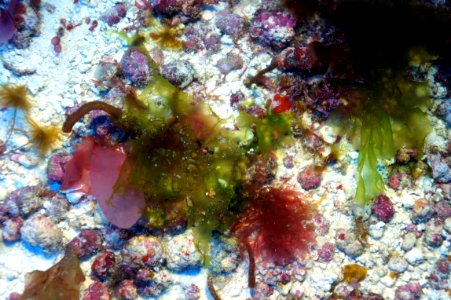 New Umbraulva Species of Deep-Water Algae off Lisianski Island photo