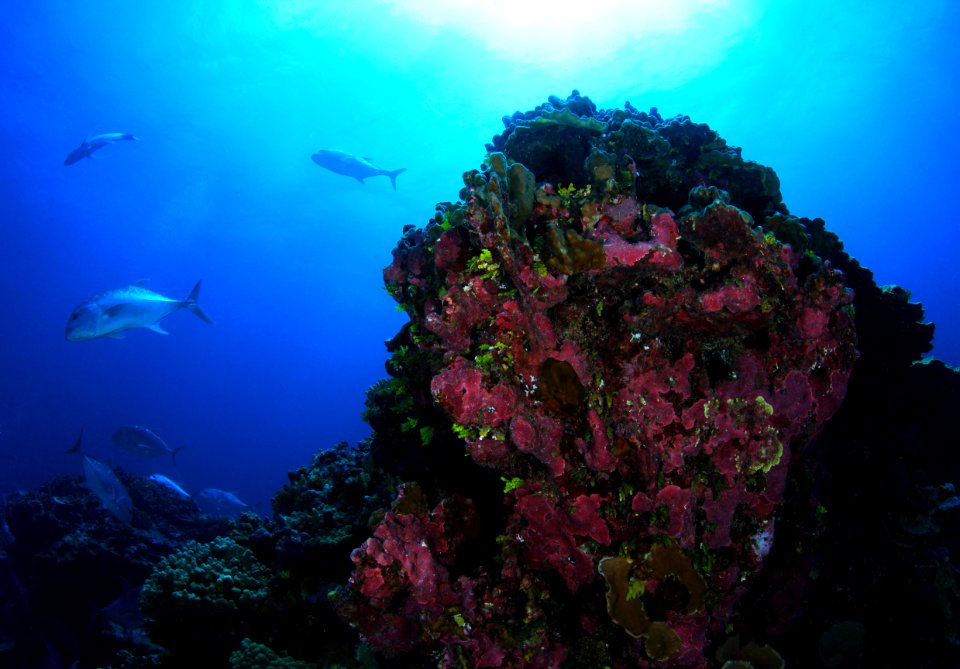 Coral and Giant Trevally