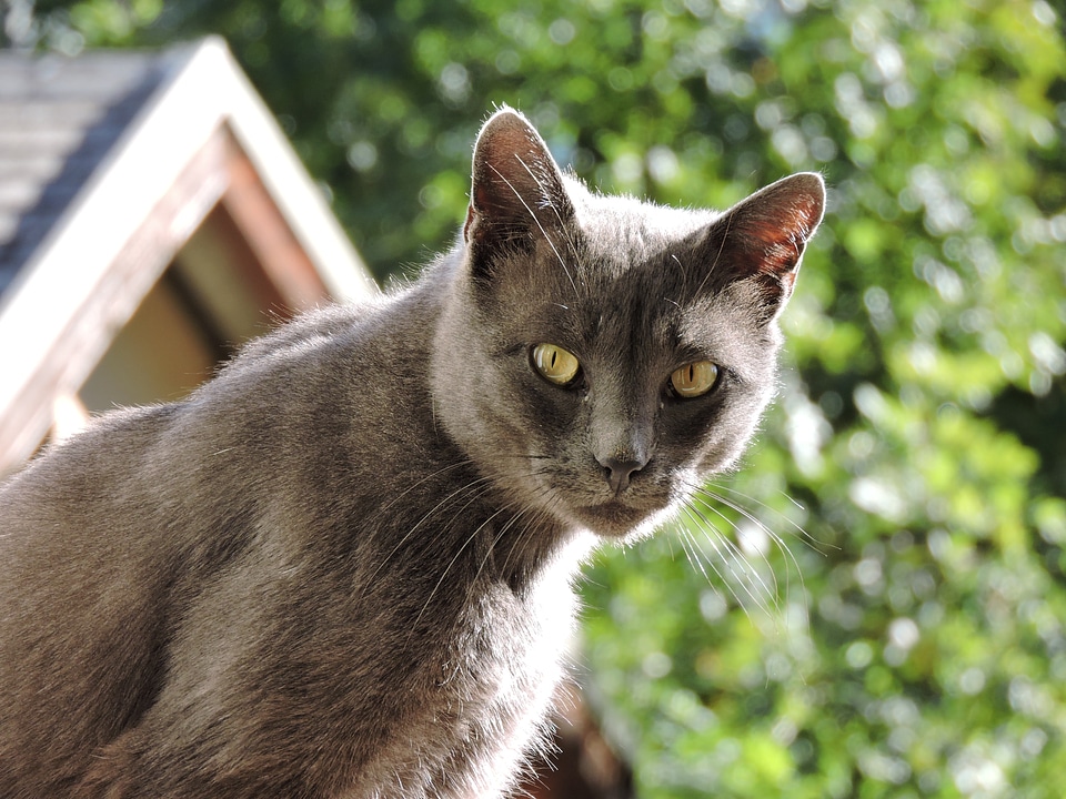 Domestic animal feline grey