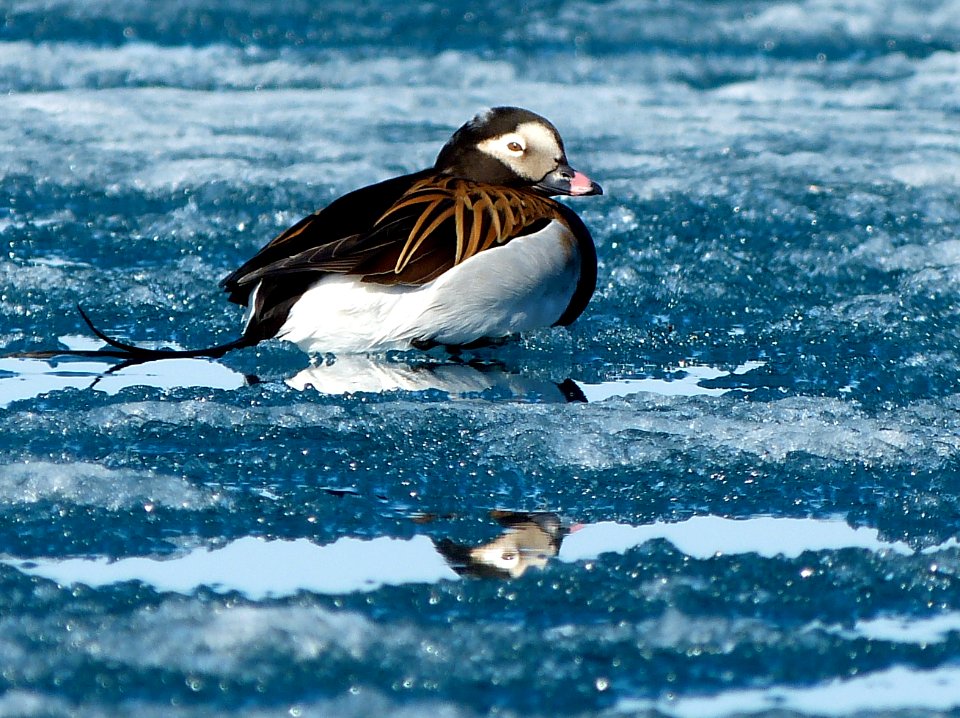 Long-tailed Duck (Clangula hyemalis)