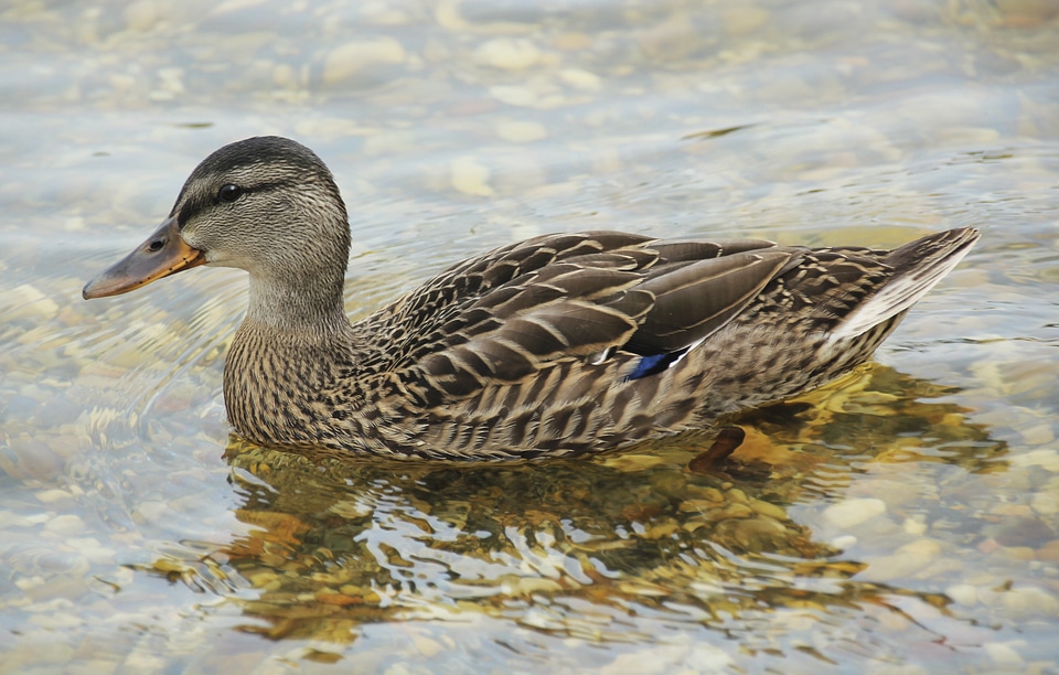 Wildlife mallard fowl