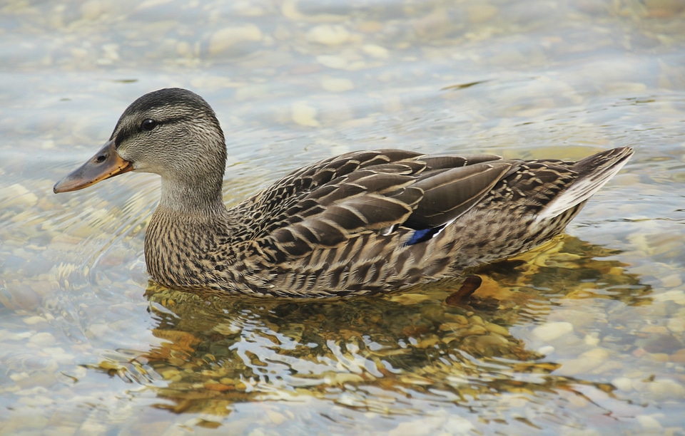 Wildlife mallard fowl photo