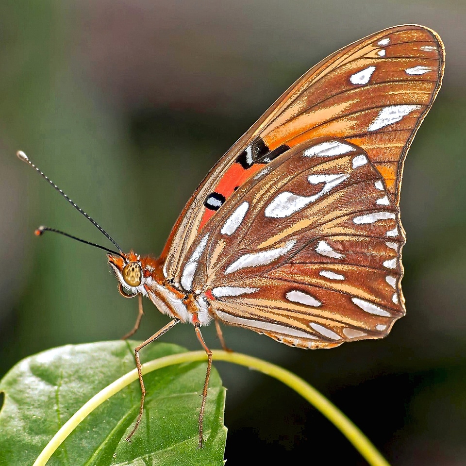 Wildlife nature insect