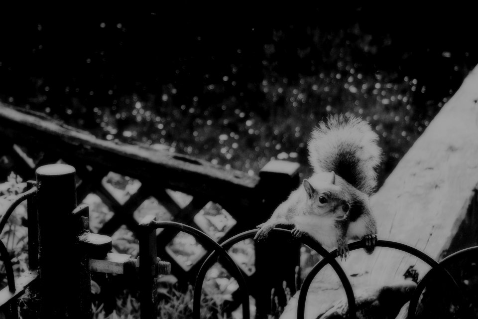 Elusive squirrel