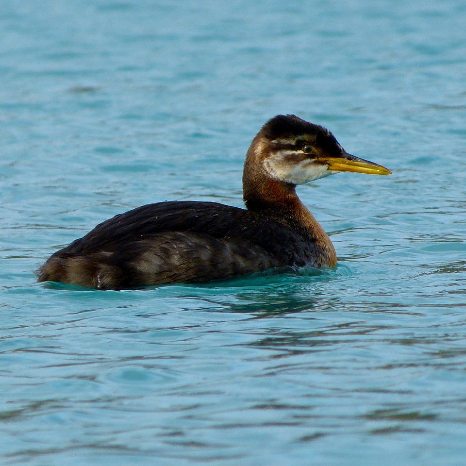 Red-necked Grebe (Podiceps grisegena)