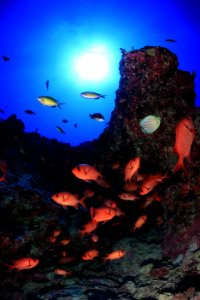 Bigscale Soldierfish at French Frigate Shoals photo