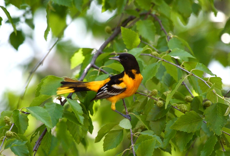 Baltimore or Scott's Oriole??  Hybrid?? Eastern Kansas
