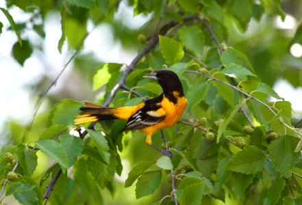 Baltimore or Scott's Oriole??  Hybrid?? Eastern Kansas
