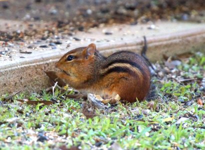 Day 112 - Hungry Chipmunk