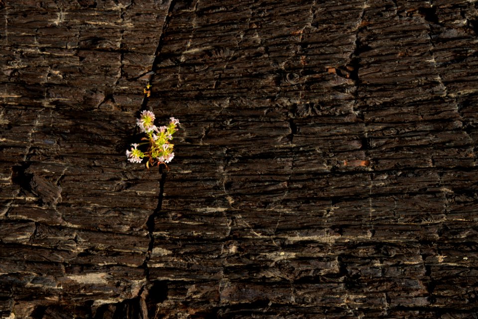 Scabland Penstemon Growing in a Crack in Pāhoehoe Lava