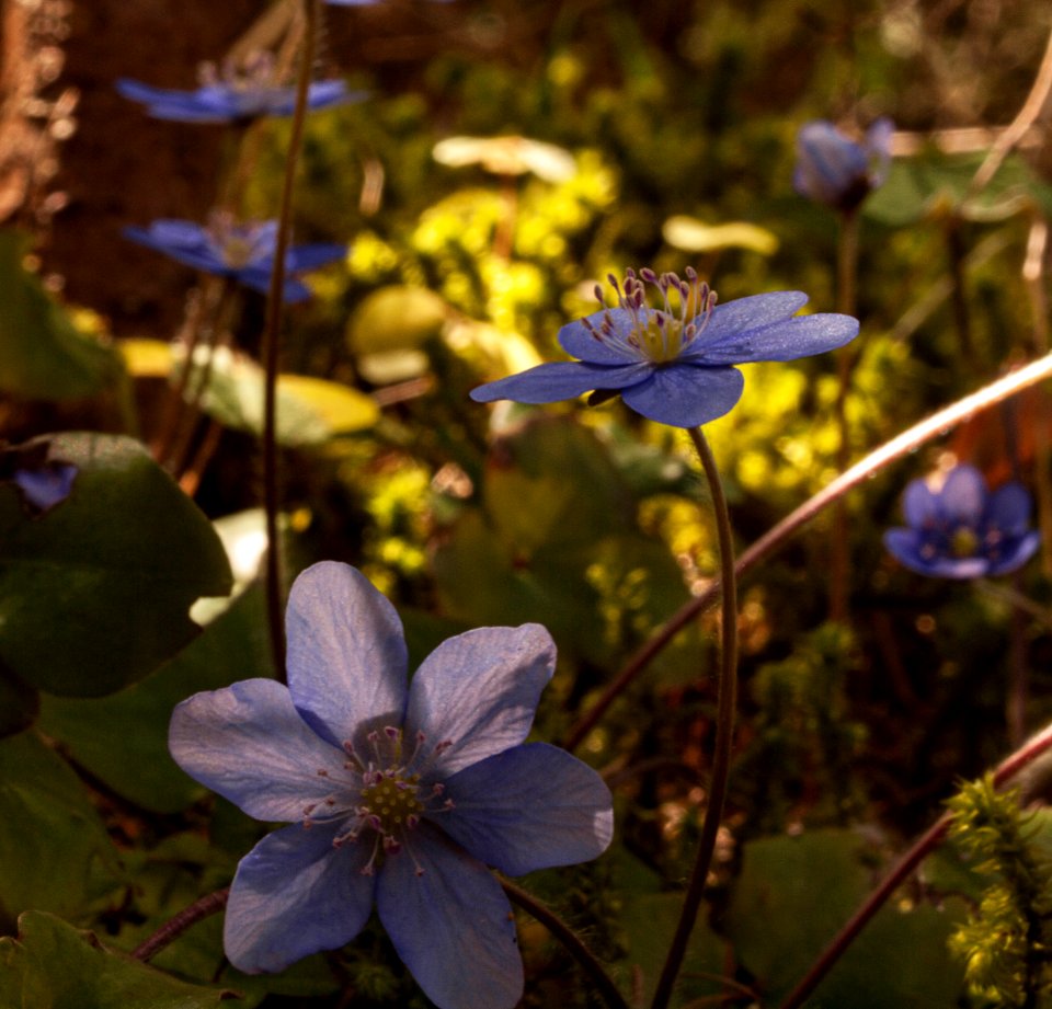 Primavera che verrà