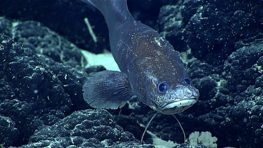 Cusk-eel photo