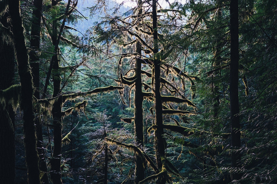 Nature tree light
