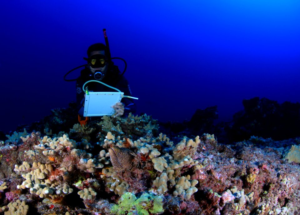 Diver and Spotted Moray at Maro Reef