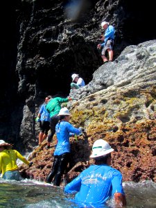 Intertidal Counting photo