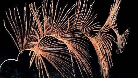 Deep-sea gorgonian coral