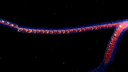 Siphonophore photo