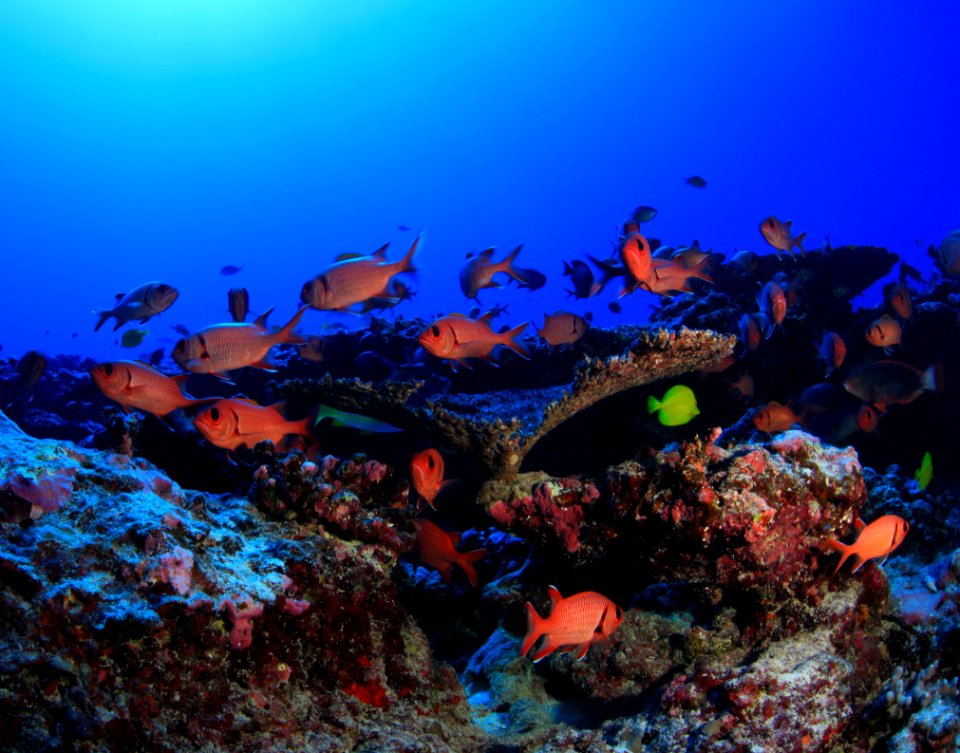 Squirrelfish on Deep Reef