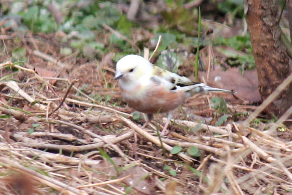Leucistic chaffinch