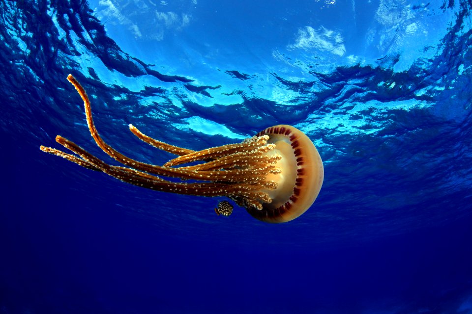 Jelly at Pearl and Hermes